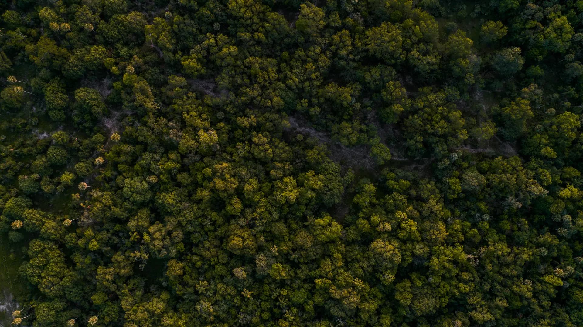 Sustainable Forest